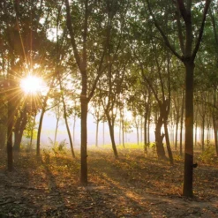 Saddle Seat Stool -Loom Crafted Shop rubber plantation 00883.1543861201